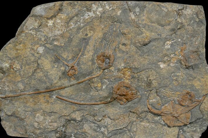 Ordovician Echinoderm Plate (Eocrinoids & Brittle Star) - Morocco #170631